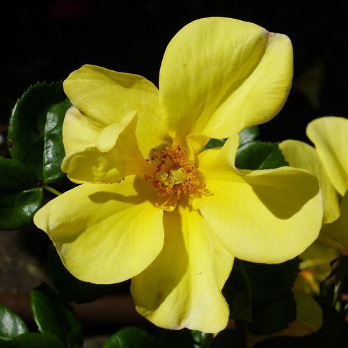 Lichtgeel - floribunda roos